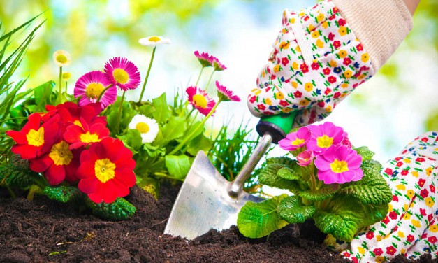 Haus und Garten: Mit dem Frühling startet die neue Gartensaison